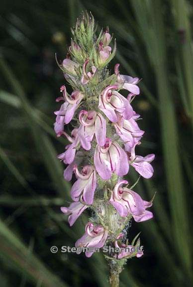 pedicularis attollens 4 graphic